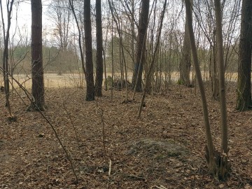 Działania w ramach czynnej ochrony pełnika europejskiego w PPK., 